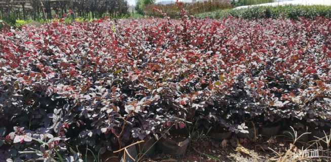 高度40厘米红花继木