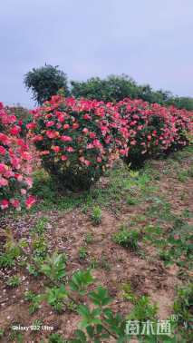 冠幅150厘米月季花球