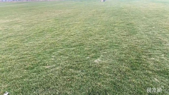 混播黑麦草