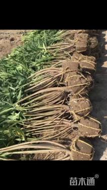 高度150厘米夹竹桃