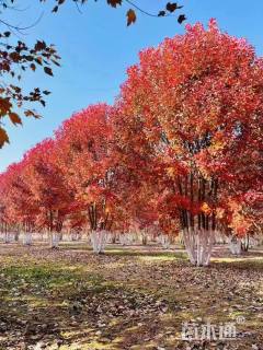 高度700厘米丛生红枫