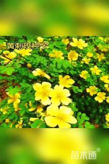黄刺玫种子