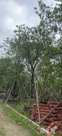 15公分黄花风铃木