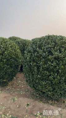 冠幅150厘米冬青球