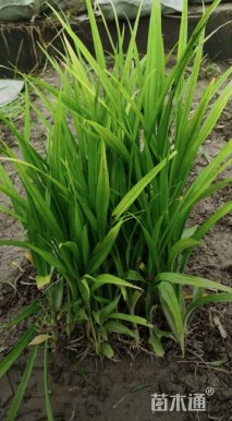 高度20厘米吉祥草