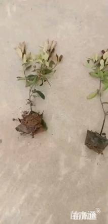 高度30厘米红叶石楠小苗