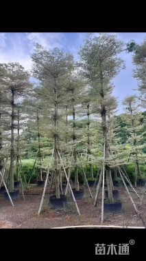 11公分锦叶榄仁