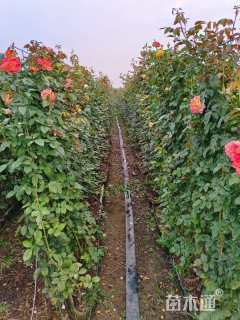 高度150厘米月季