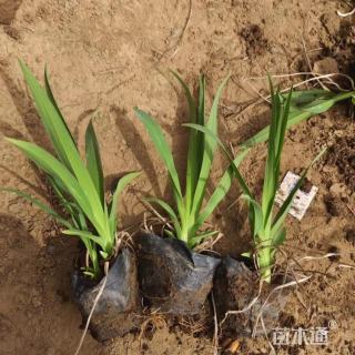 高度60厘米大花萱草