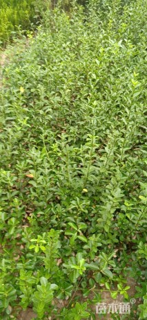 主蔓长45厘米扶芳藤