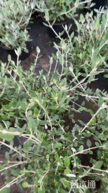 高度40厘米灌从石蚕