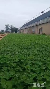 高度10厘米白三叶