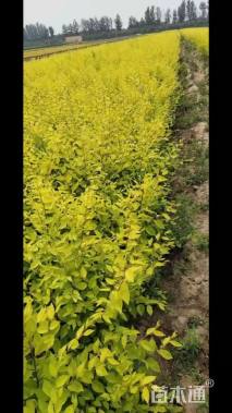 高度80厘米金叶榆小苗