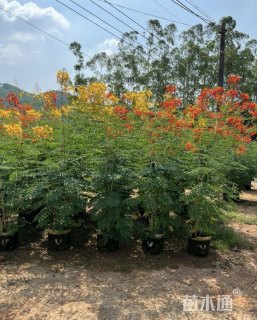 高度200厘米金凤花