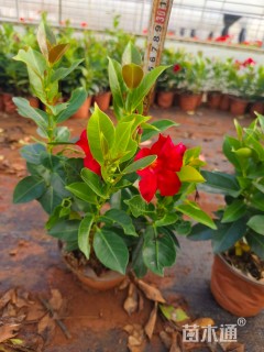 高度30厘米红车