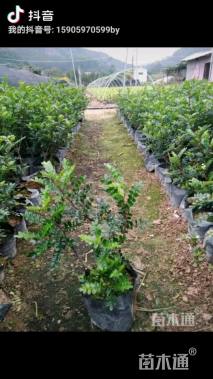 高度20厘米胡椒木