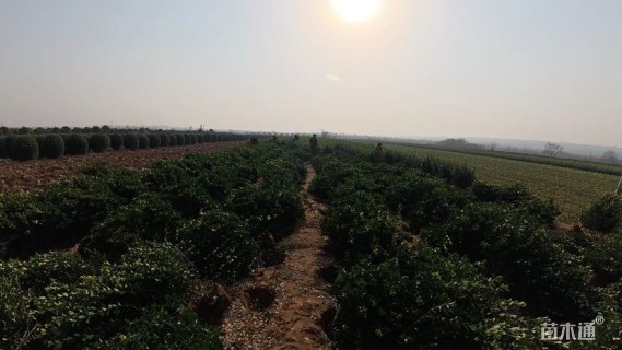 冠幅60厘米大叶黄杨球