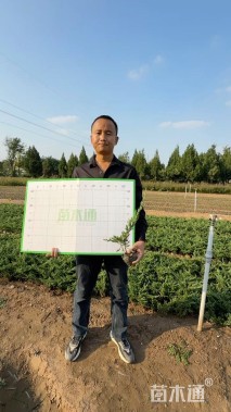 高度30厘米铺地柏