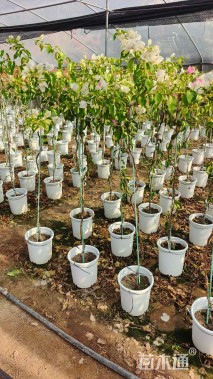 高度120厘米三角梅