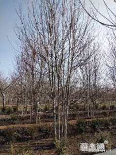 高度1000厘米丛生美国红枫