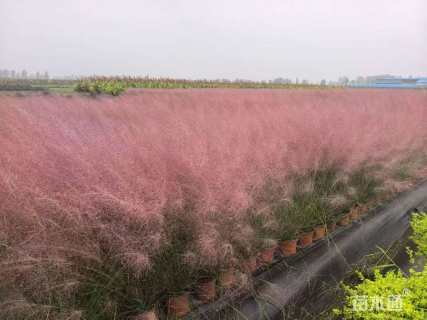 高度600厘米粉黛乱子草