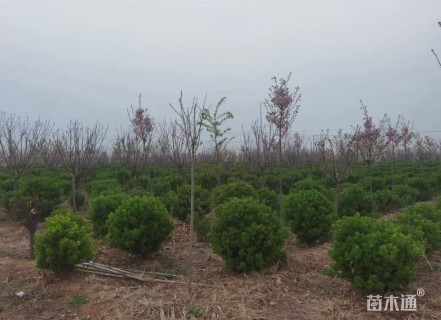 冠幅100厘米大叶黄杨球