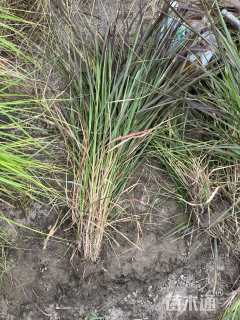 高度30厘米紫叶狼尾草