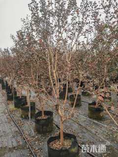 4公分红火箭紫薇