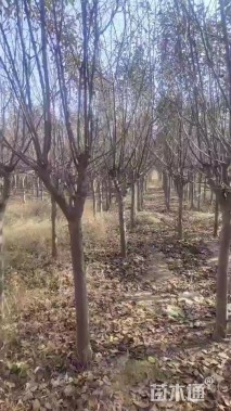 10公分绚丽海棠