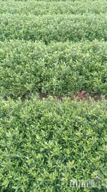 高度40厘米小叶栀子