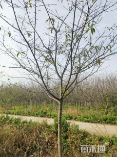 8公分红粉佳人樱