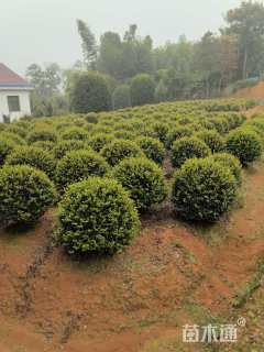 冠幅90厘米茶梅球