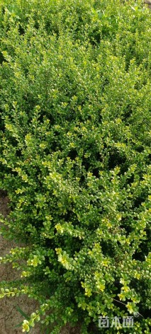 冠幅80厘米龟甲冬青球