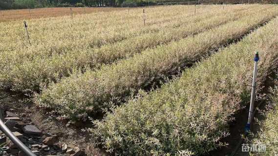 高度50厘米杞柳