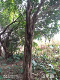 50公分榕树