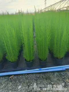 高度35厘米假蒿