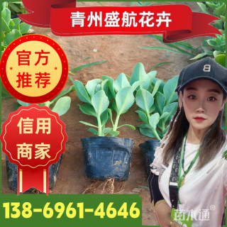 高度10厘米八宝景天