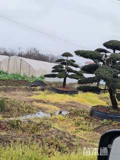 容器苗造型罗汉松