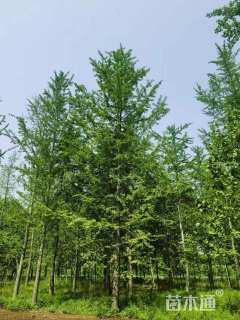 25公分银杏，低价专供