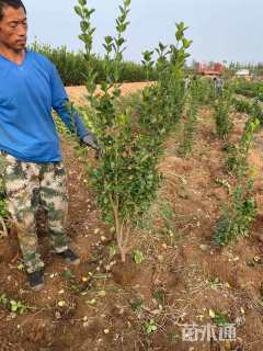高度100厘米北海道黄杨