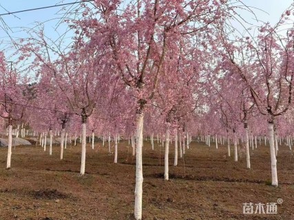 12公分垂枝樱花