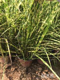 高度60厘米斑叶芒