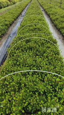 高度25厘米夏鹃小苗