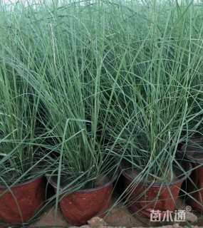 高度20厘米晨光芒