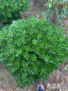 冠幅150厘米海桐球