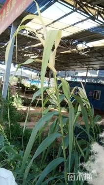 高度60厘米蒲苇