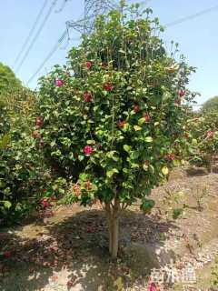 高度100厘米茶花