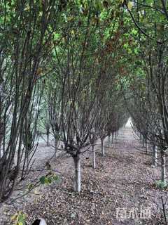 10公分西府海棠