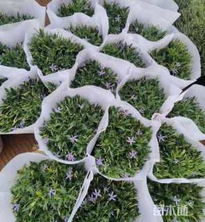 高度30厘米彩星花