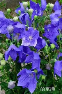 高度10厘米桔梗